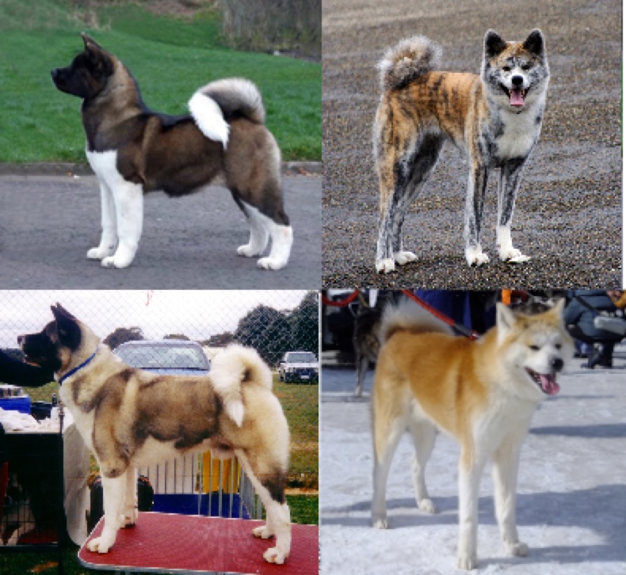 Akita