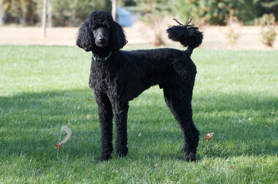 Poodle (Standard)