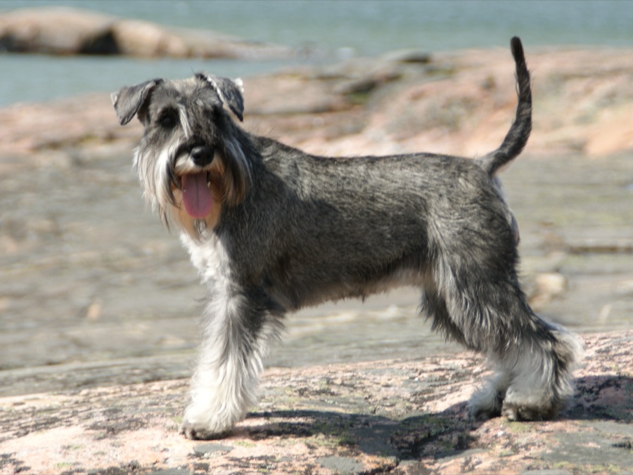 Schnauzer (Miniature)
